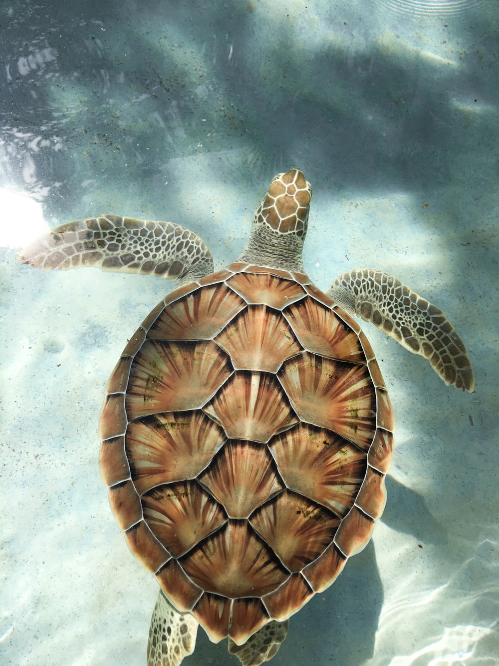 Detail Images Turtle Nomer 5