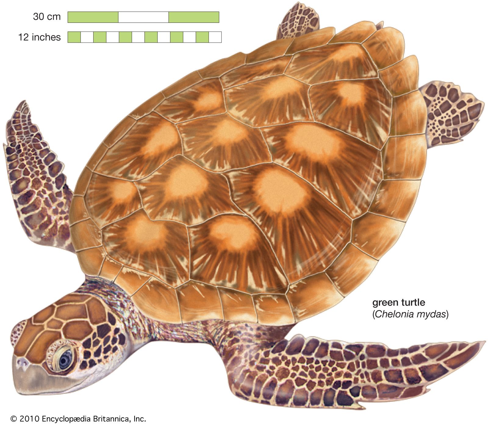 Detail Images Turtle Nomer 55