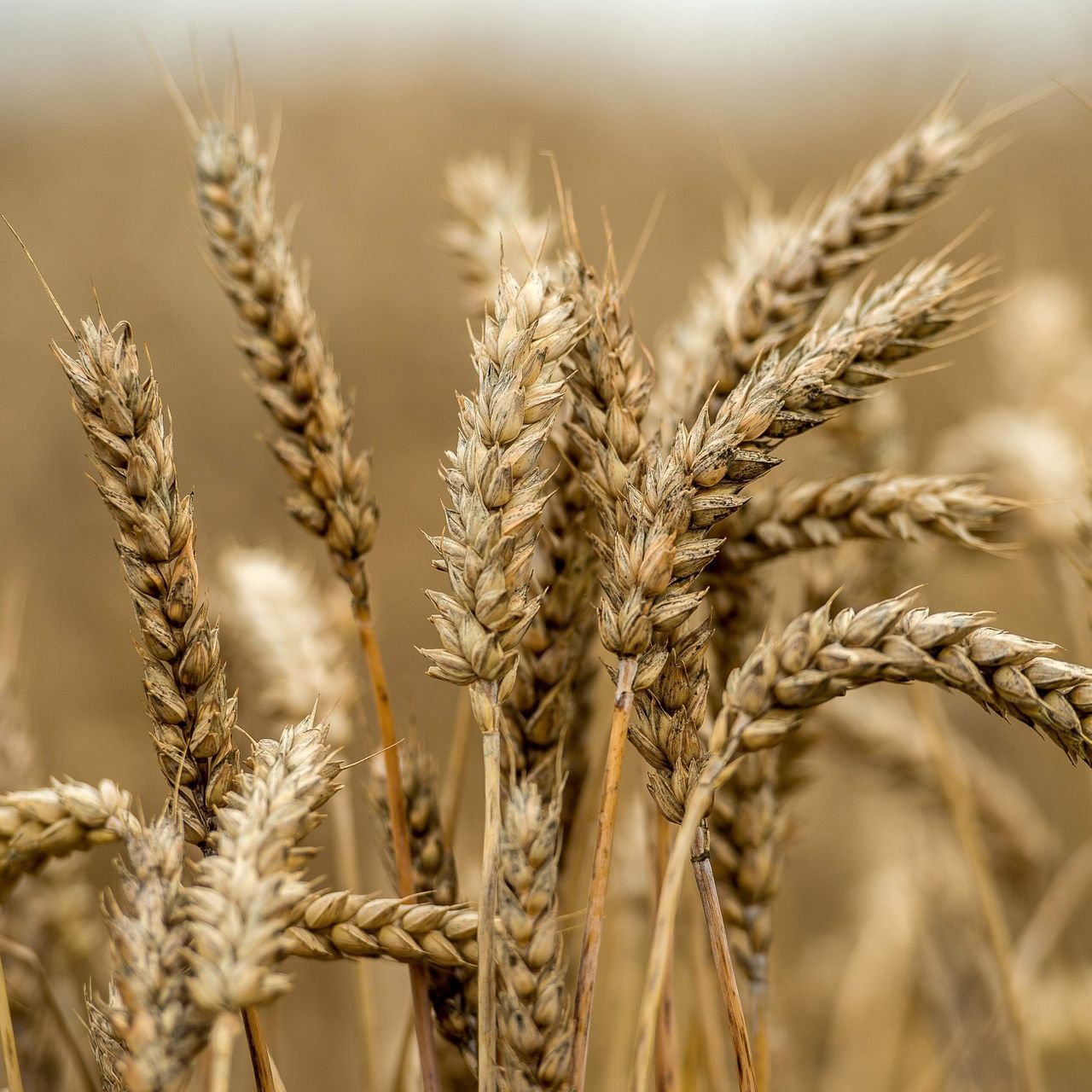 Detail Images Wheat Nomer 21
