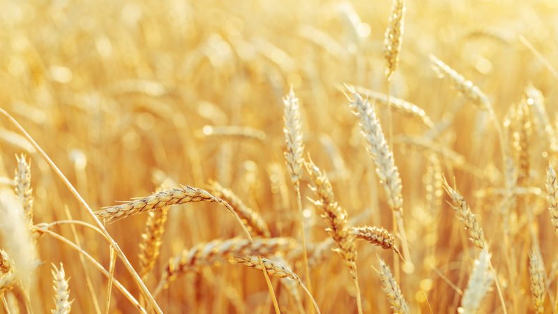 Detail Images Wheat Nomer 22