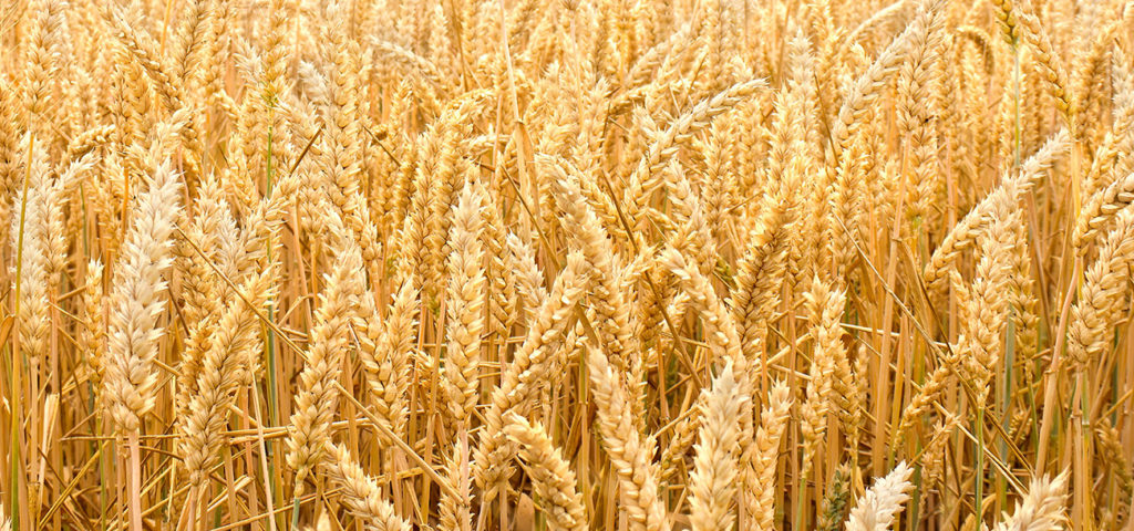 Detail Images Wheat Nomer 25