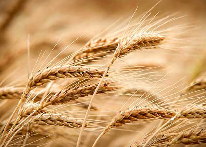 Detail Images Wheat Nomer 26