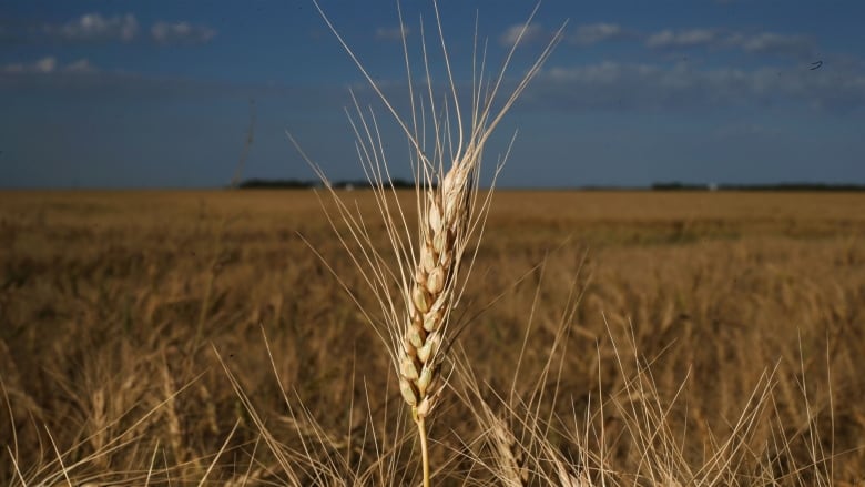 Detail Images Wheat Nomer 28