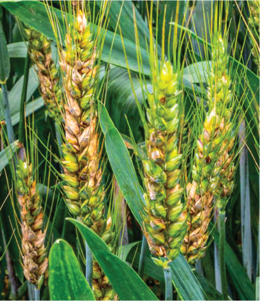 Detail Images Wheat Nomer 30