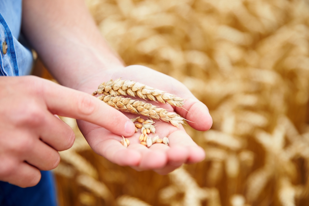 Detail Images Wheat Nomer 38