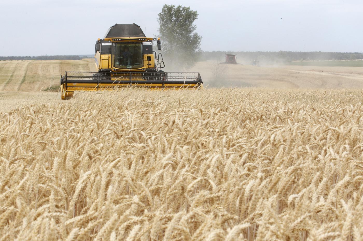 Detail Images Wheat Nomer 42