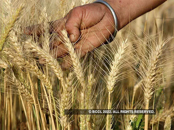 Detail Images Wheat Nomer 43
