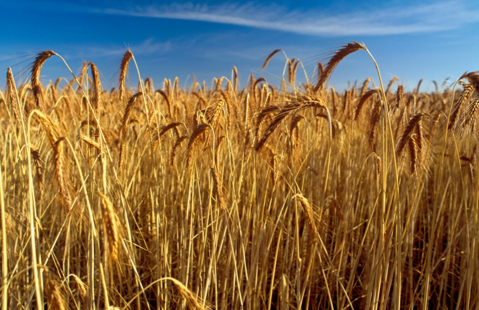 Detail Images Wheat Nomer 44