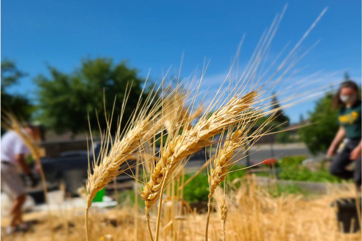 Detail Images Wheat Nomer 47