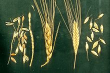 Detail Images Wheat Nomer 49
