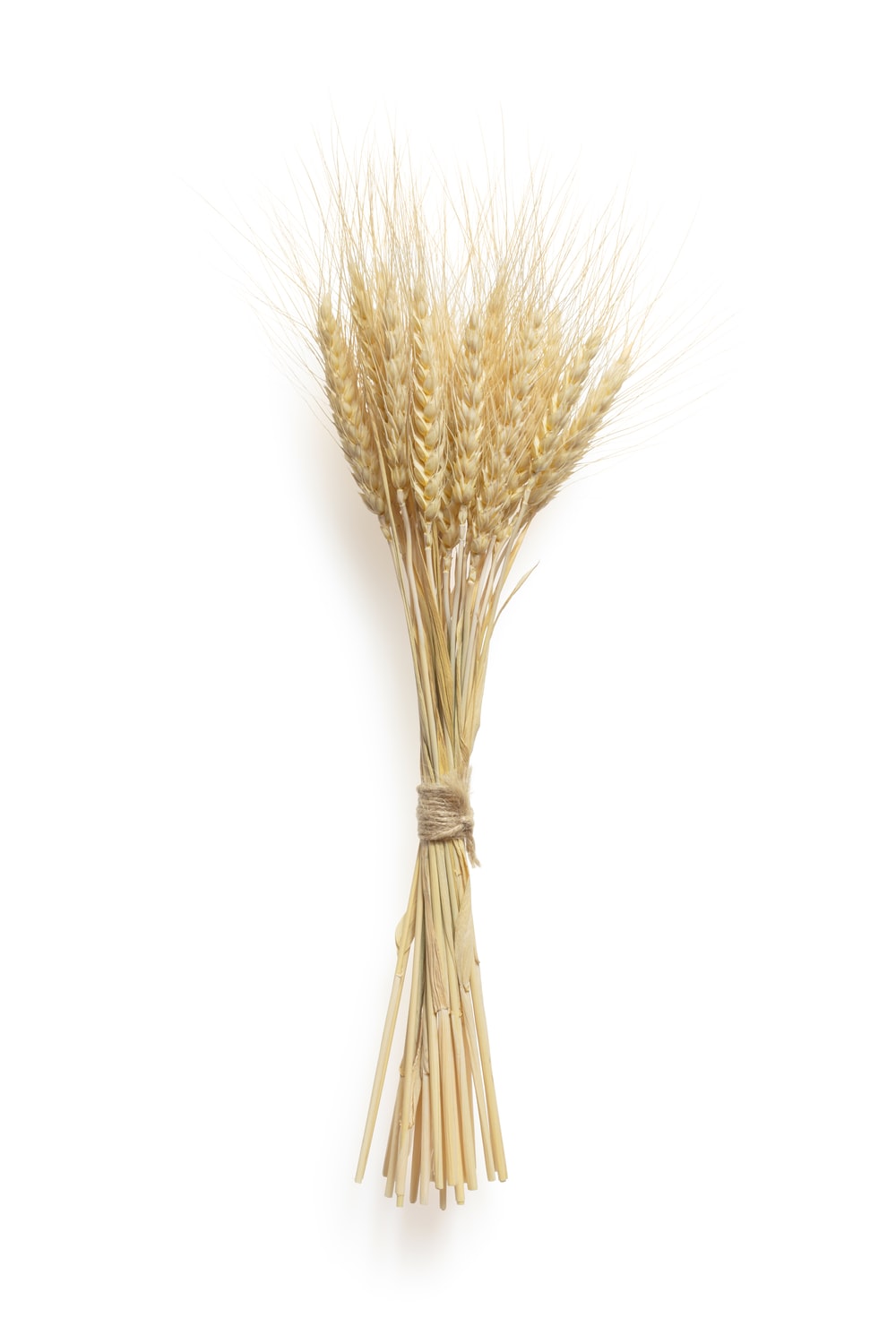 Detail Images Wheat Nomer 52