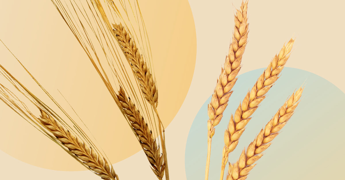 Detail Images Wheat Nomer 10