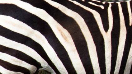 Detail Images Zebra Nomer 47
