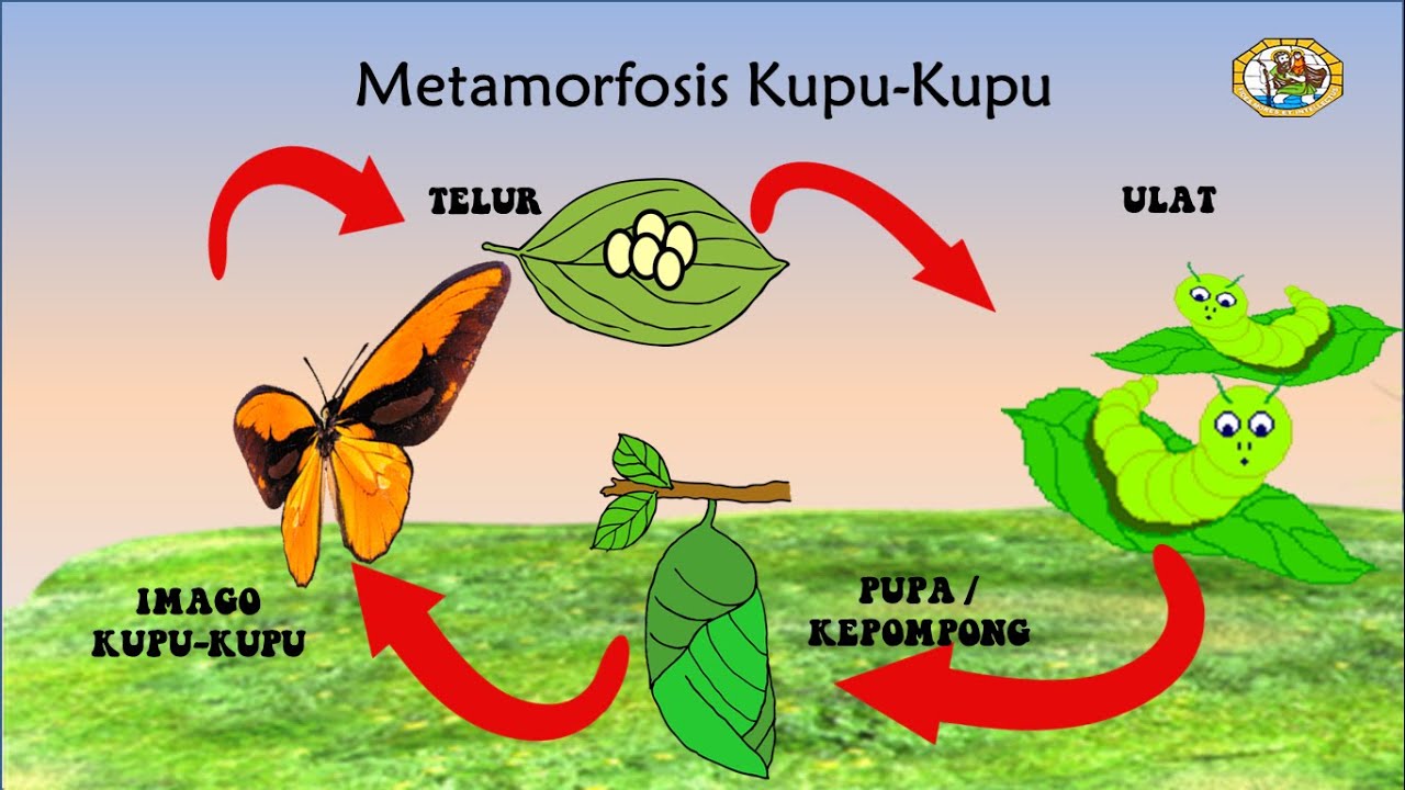 Detail Imago Kupu Kupu Nomer 28