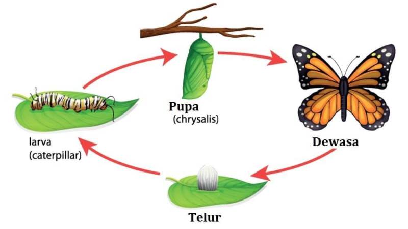 Detail Imago Kupu Kupu Nomer 33