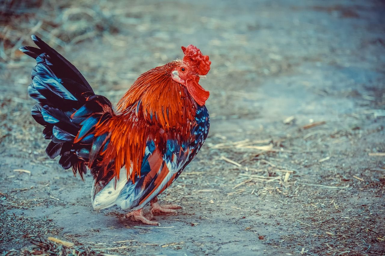 Detail Imlek Tahun Ayam Nomer 18
