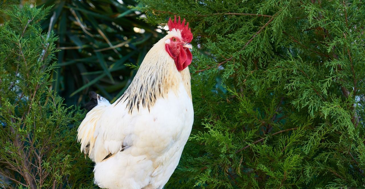 Detail Imlek Tahun Ayam Nomer 26