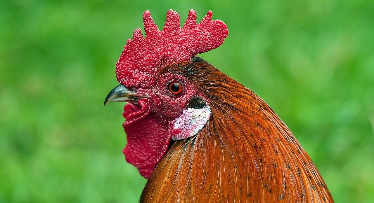 Detail Imlek Tahun Ayam Nomer 39