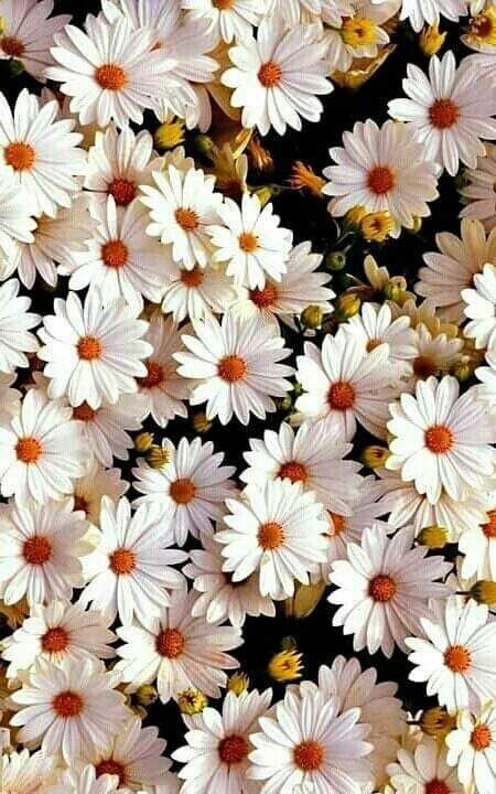 Detail Imo Wallpaper Nomer 40