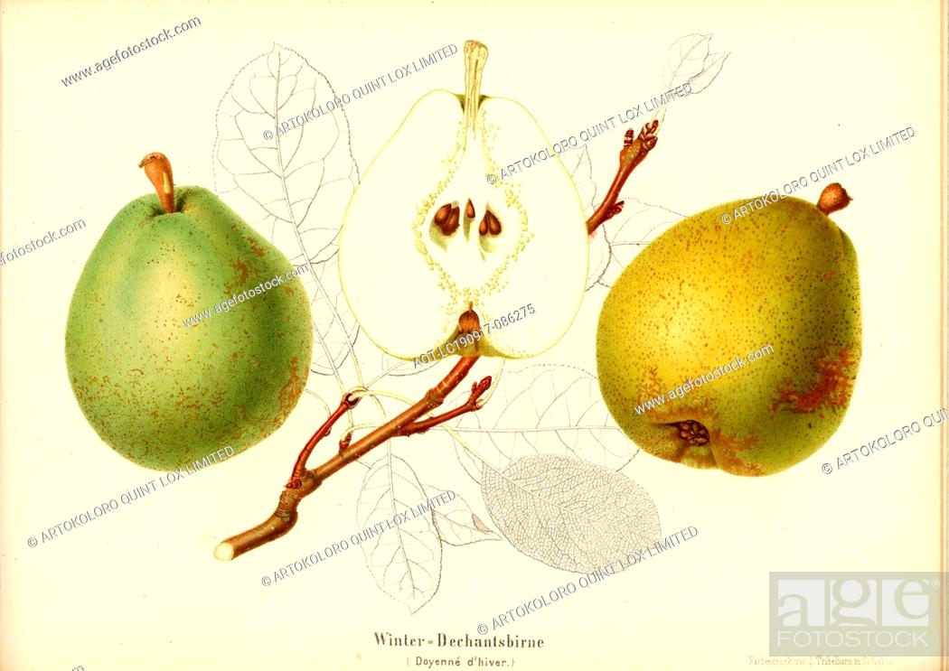 Detail Imp Pear Nomer 53
