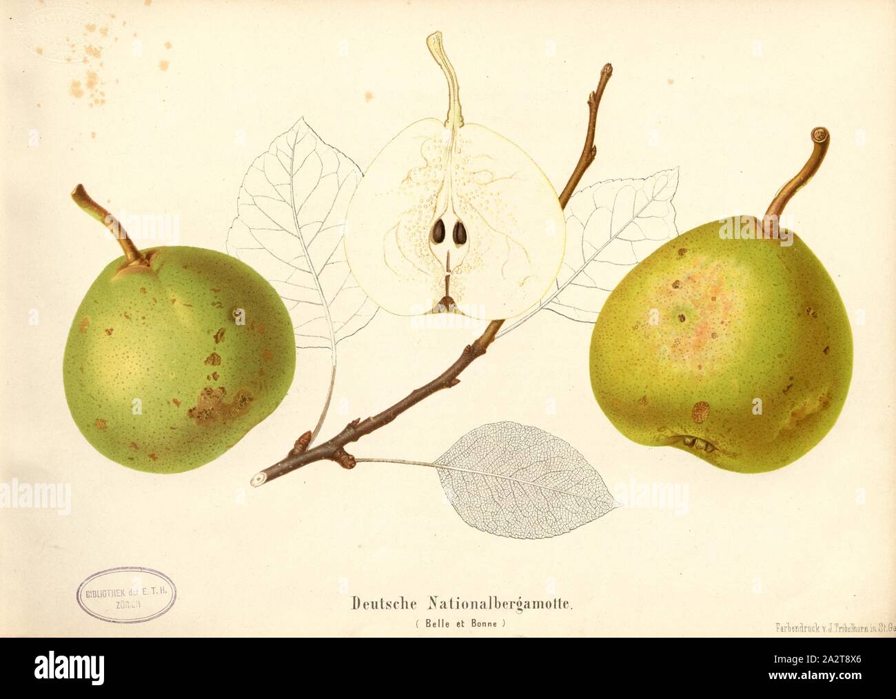 Detail Imp Pear Nomer 54