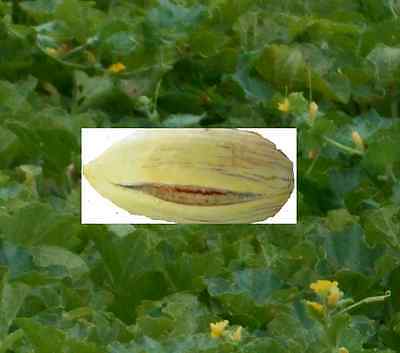 Detail Indian Cream Cobra Melon Nomer 27