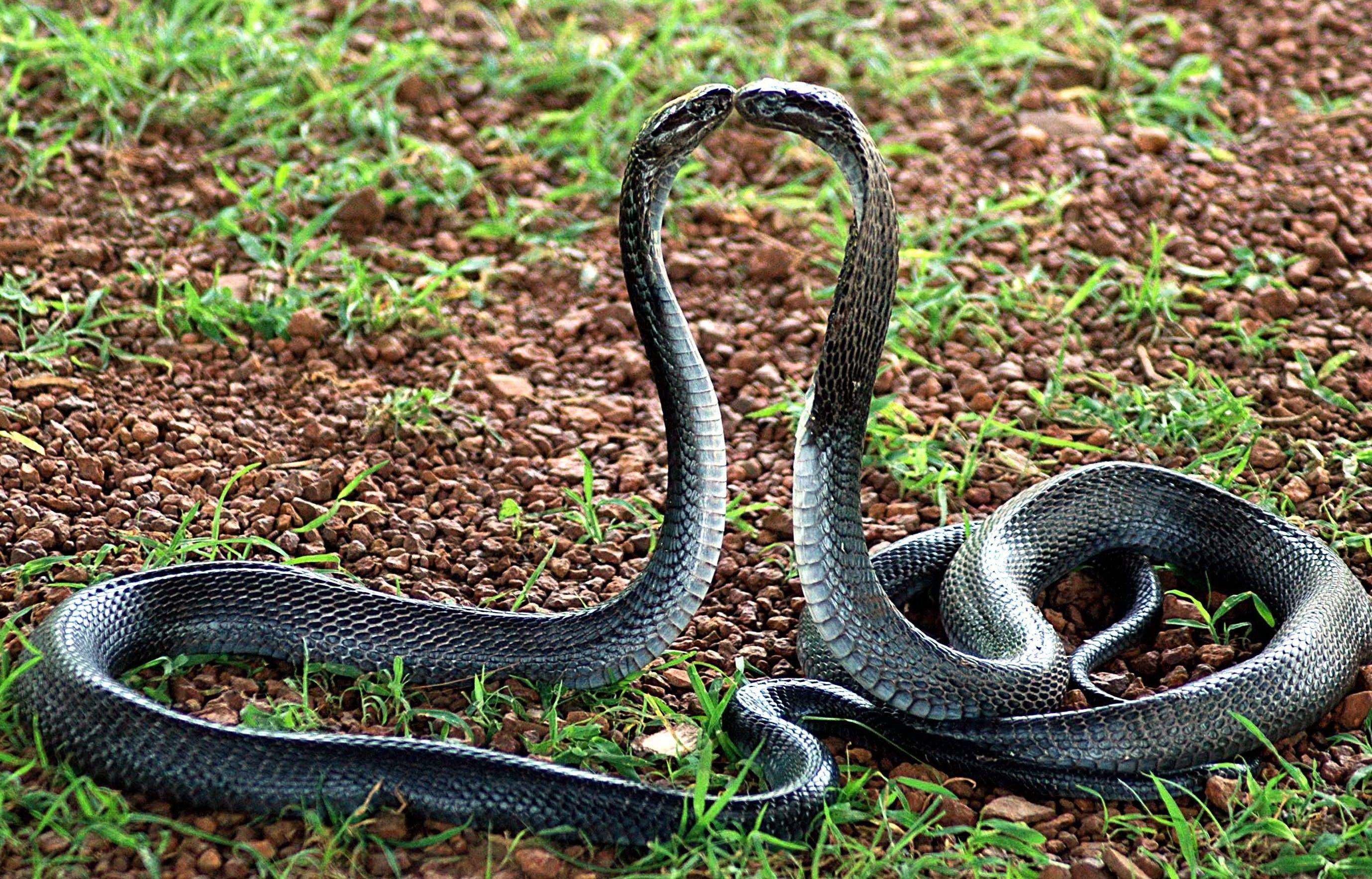 Indian King Cobra Snake Wallpaper - KibrisPDR
