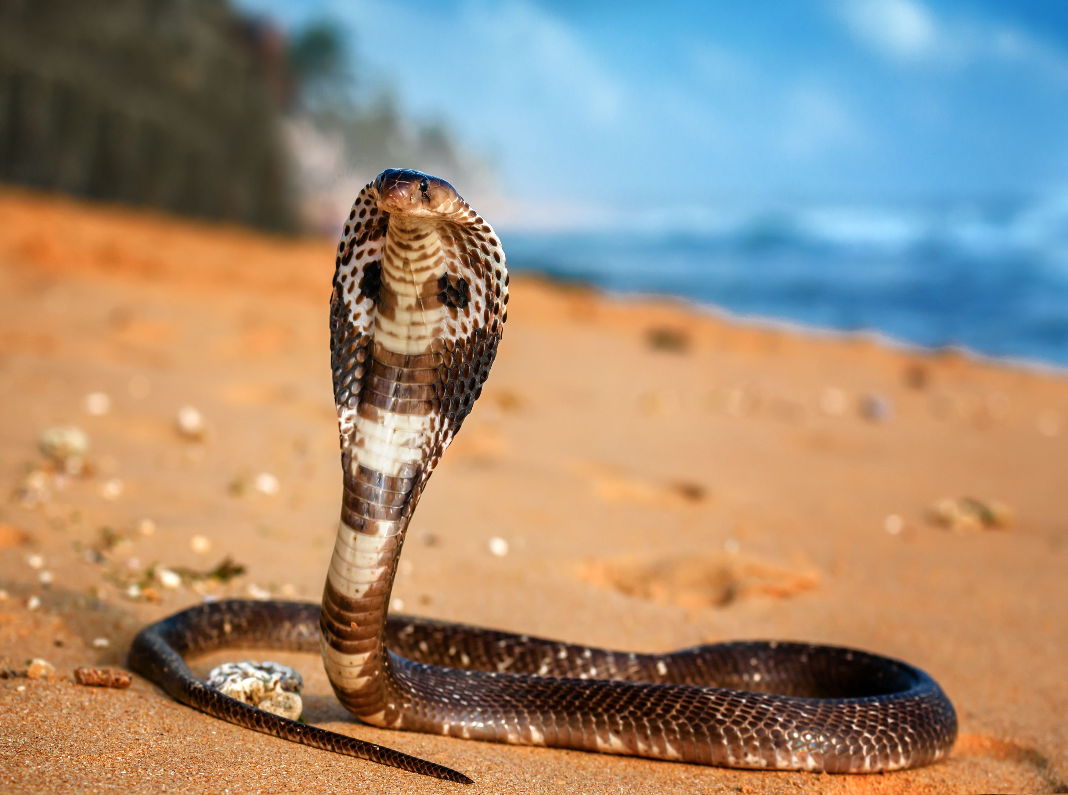 Detail Indian King Cobra Snake Wallpaper Nomer 13