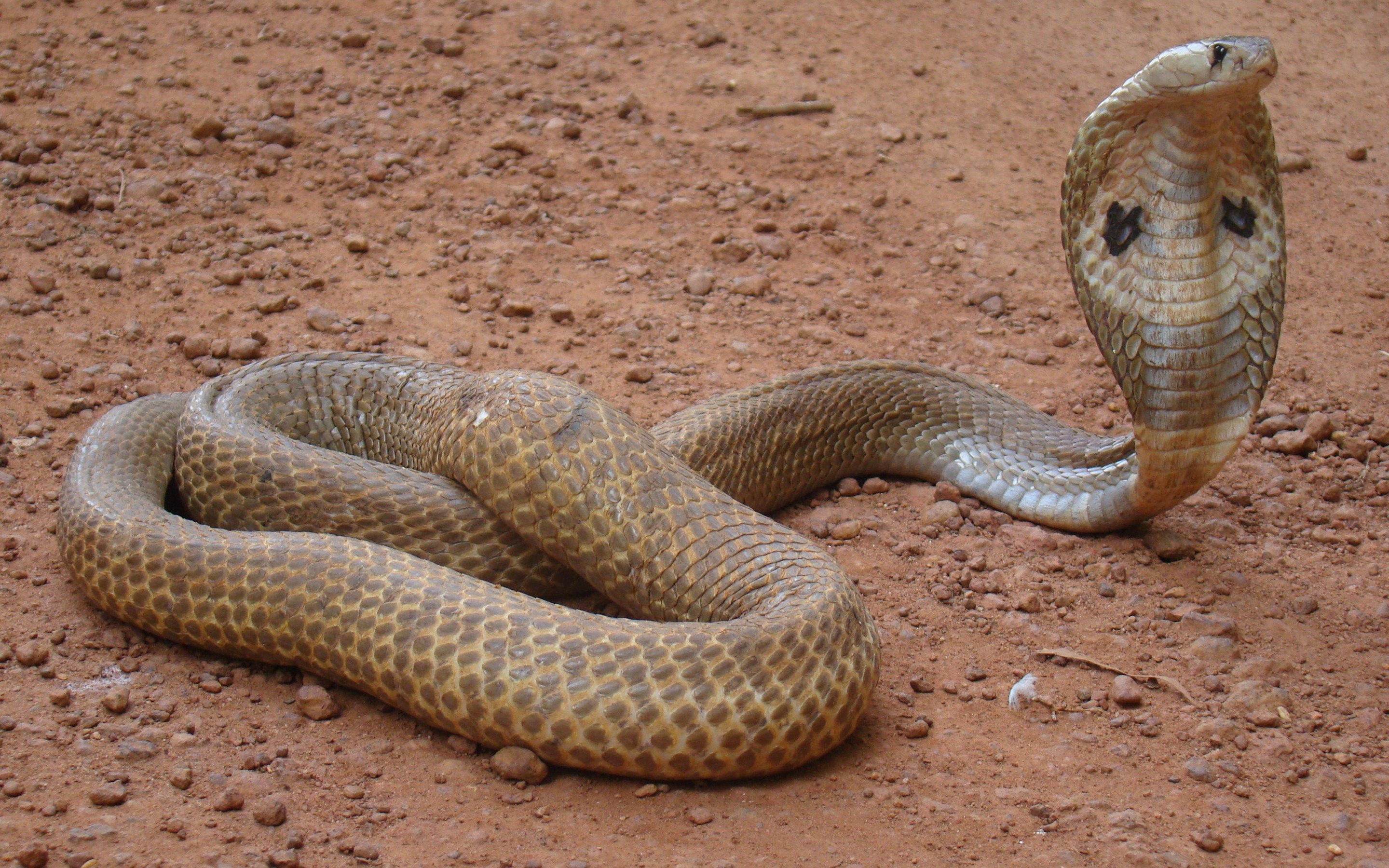 Detail Indian King Cobra Snake Wallpaper Nomer 15