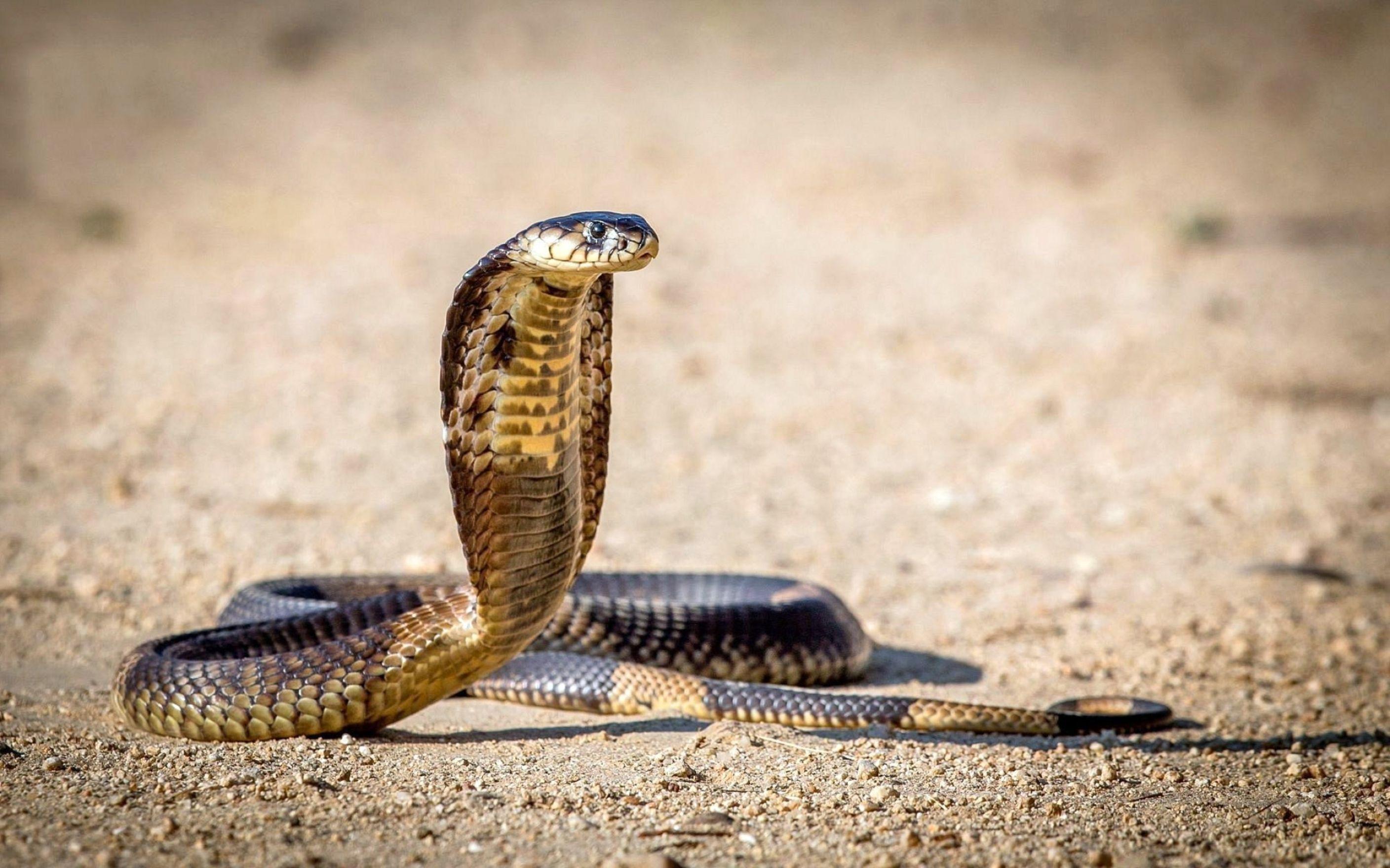 Detail Indian King Cobra Snake Wallpaper Nomer 19