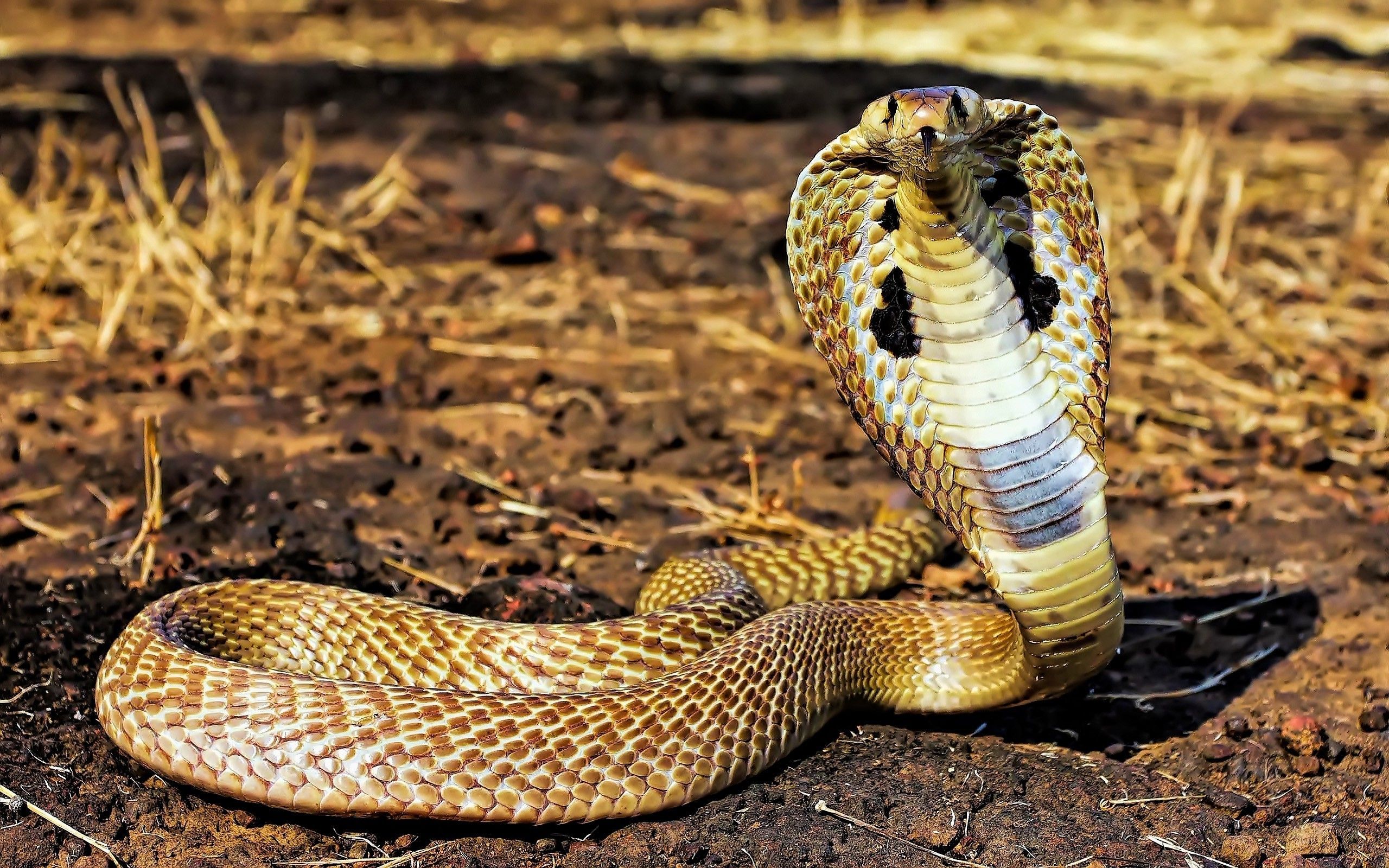 Detail Indian King Cobra Snake Wallpaper Nomer 3