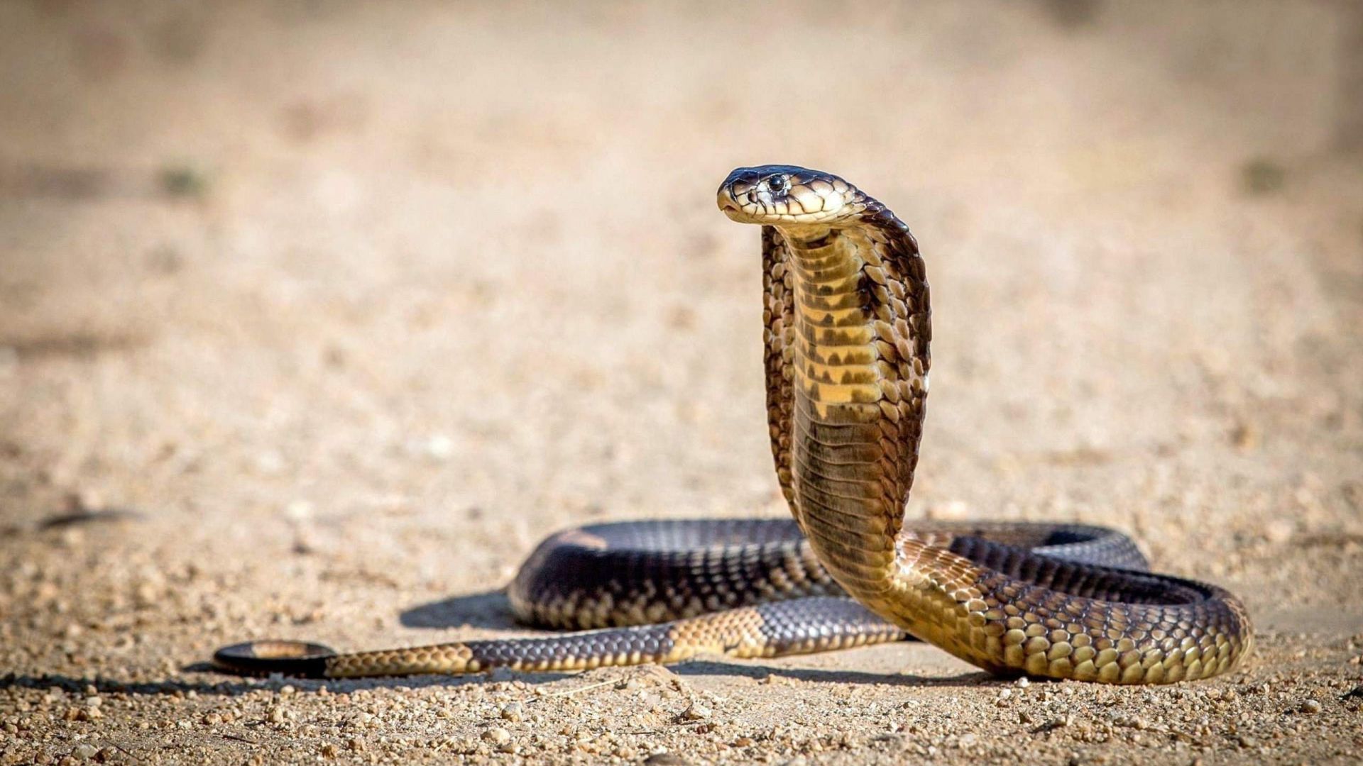 Detail Indian King Cobra Snake Wallpaper Nomer 27