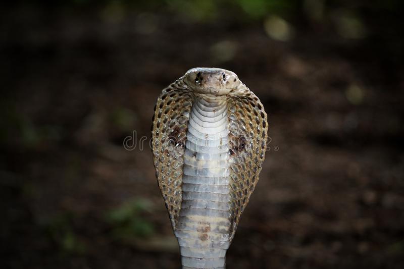 Detail Indian King Cobra Snake Wallpaper Nomer 28