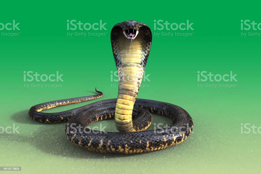 Detail Indian King Cobra Snake Wallpaper Nomer 30