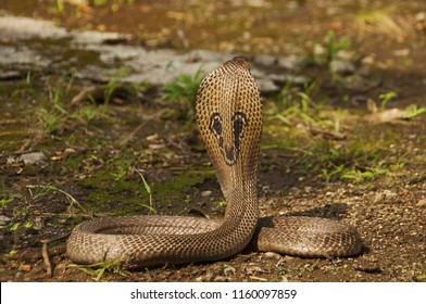 Detail Indian King Cobra Snake Wallpaper Nomer 39