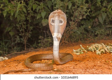 Detail Indian King Cobra Snake Wallpaper Nomer 44