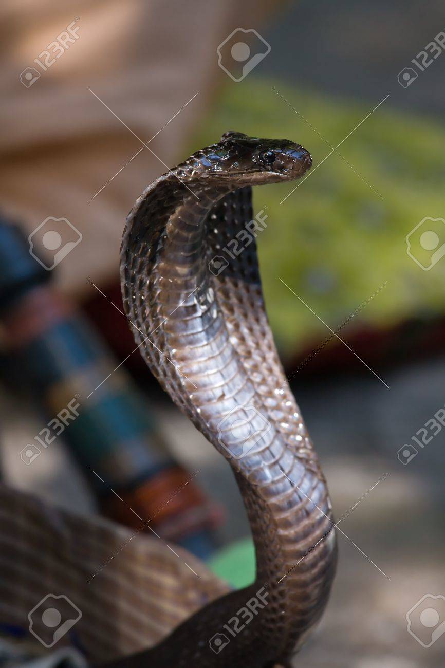 Detail Indian King Cobra Snake Wallpaper Nomer 47