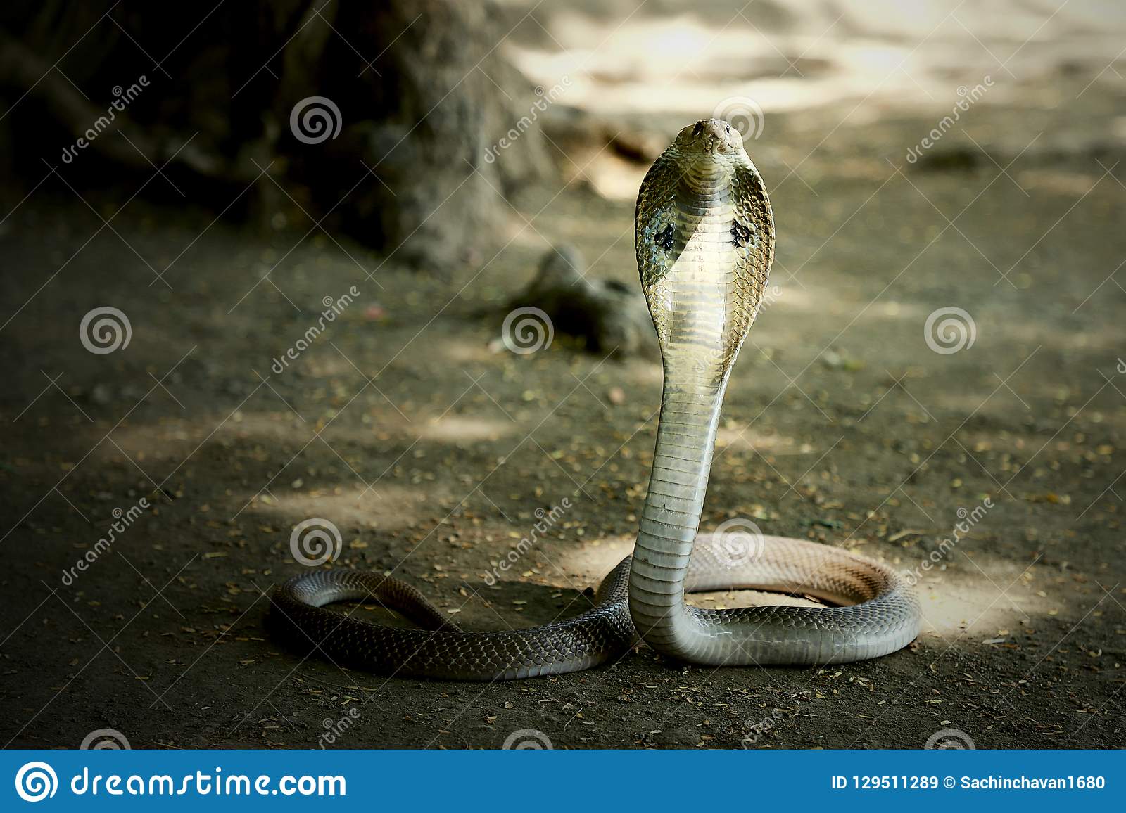 Detail Indian King Cobra Snake Wallpaper Nomer 6