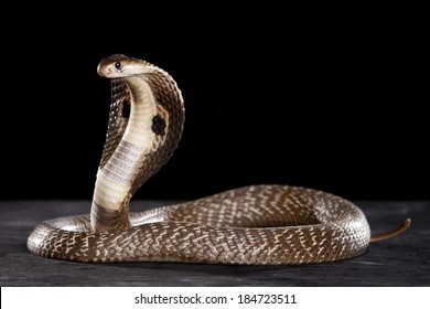 Detail Indian King Cobra Snake Wallpaper Nomer 49