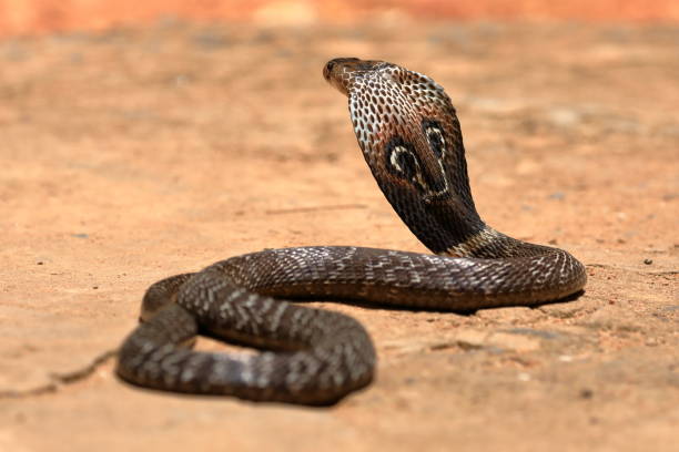 Detail Indian King Cobra Snake Wallpaper Nomer 50