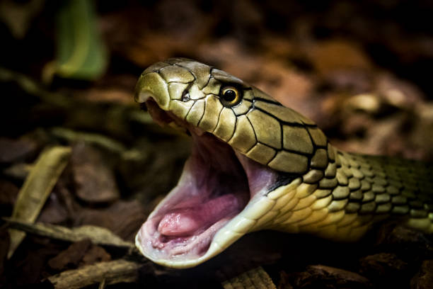 Detail Indian King Cobra Snake Wallpaper Nomer 56