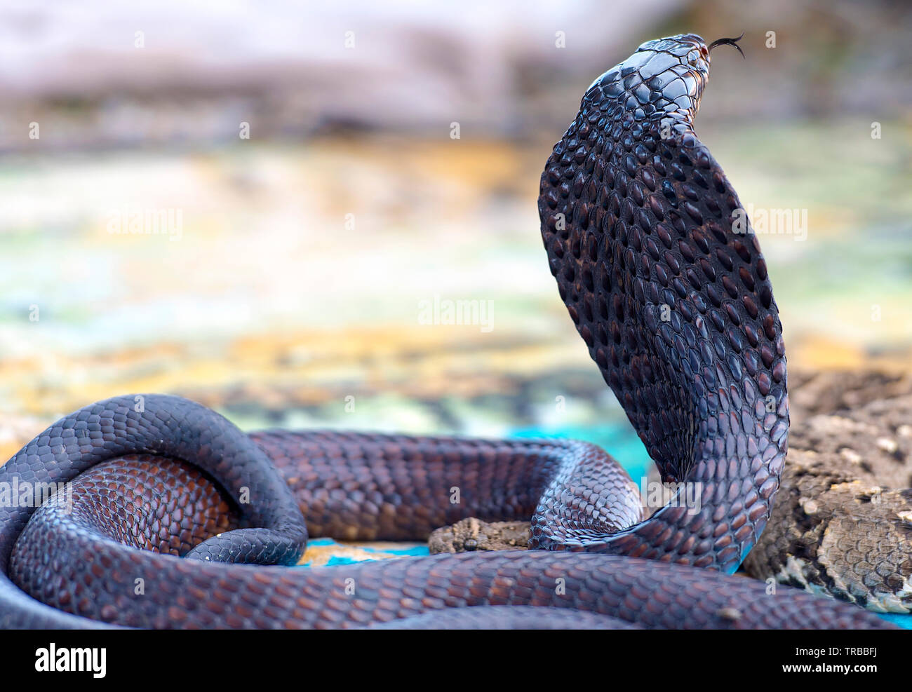 Detail Indian King Cobra Snake Wallpaper Nomer 57