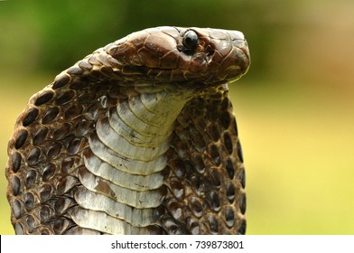 Detail Indian King Cobra Snake Wallpaper Nomer 58