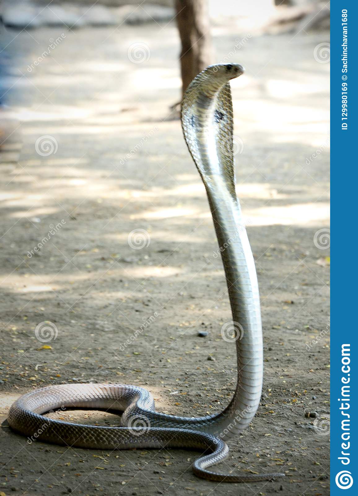 Detail Indian King Cobra Snake Wallpaper Nomer 9