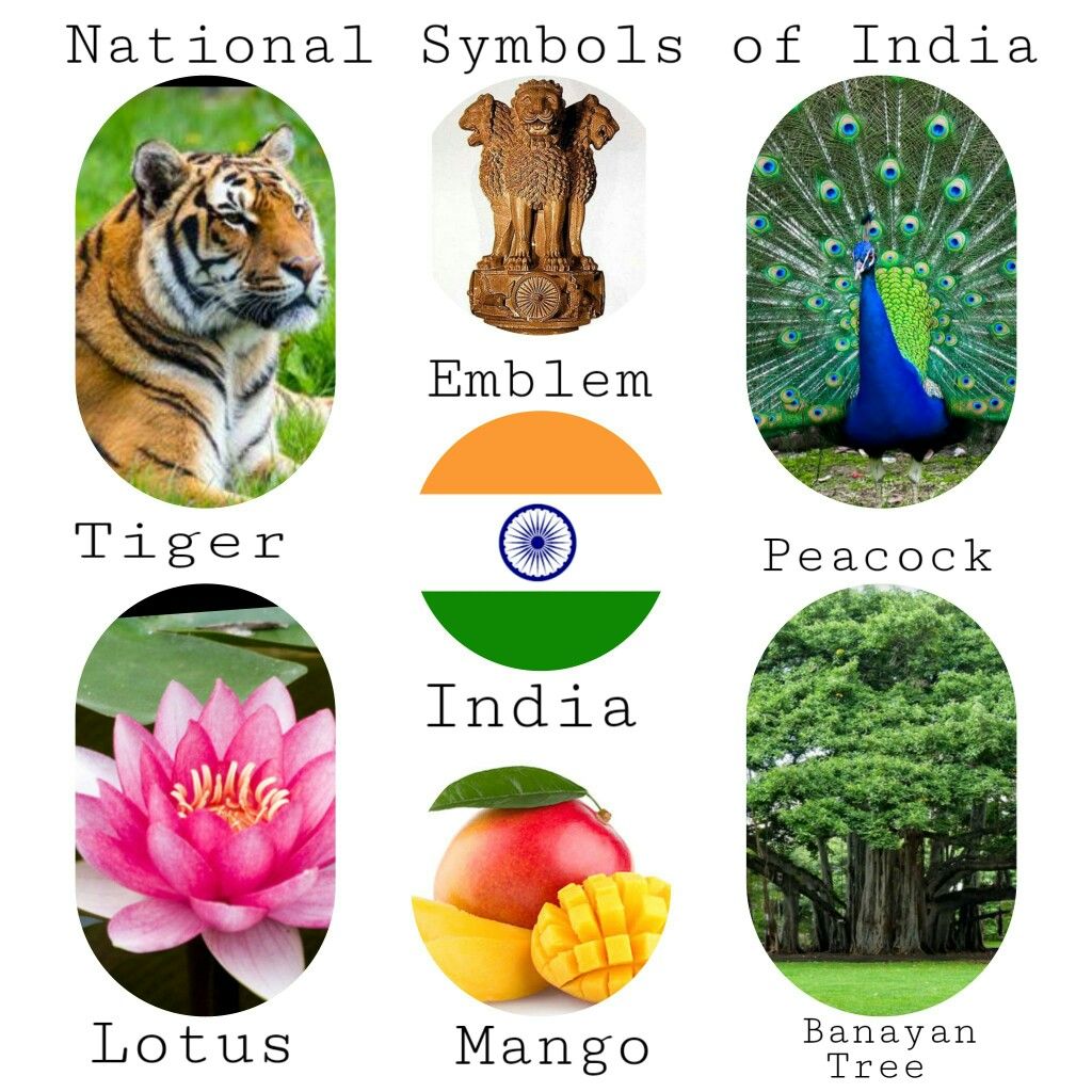 Detail Indian National Symbols Images Nomer 5