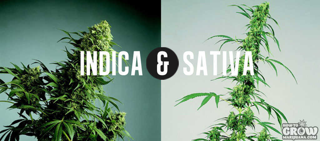Detail Indica Weed Plant Pics Nomer 14