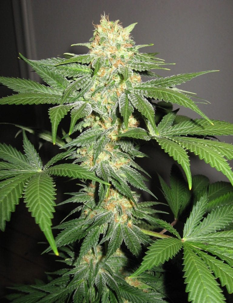 Detail Indica Weed Plant Pics Nomer 21