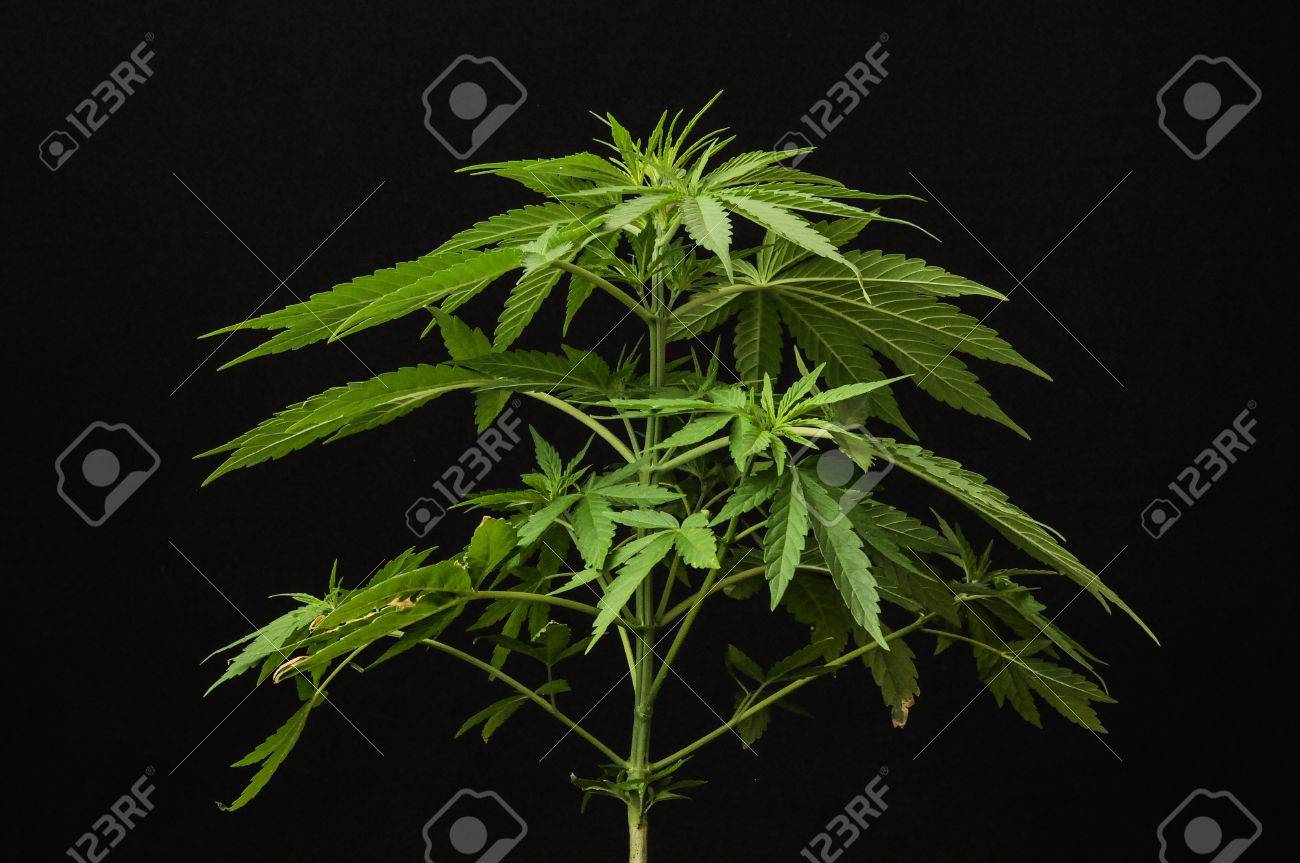 Detail Indica Weed Plant Pics Nomer 26