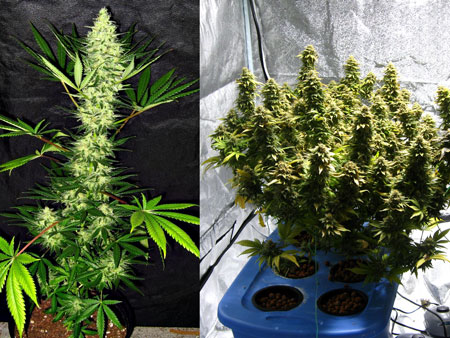 Detail Indica Weed Plant Pics Nomer 33