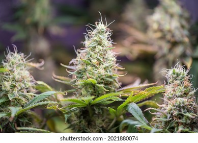 Detail Indica Weed Plant Pics Nomer 48